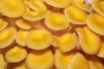 Austernpilze - Verschiedene Arten &raquo; Gelber Austernpilz